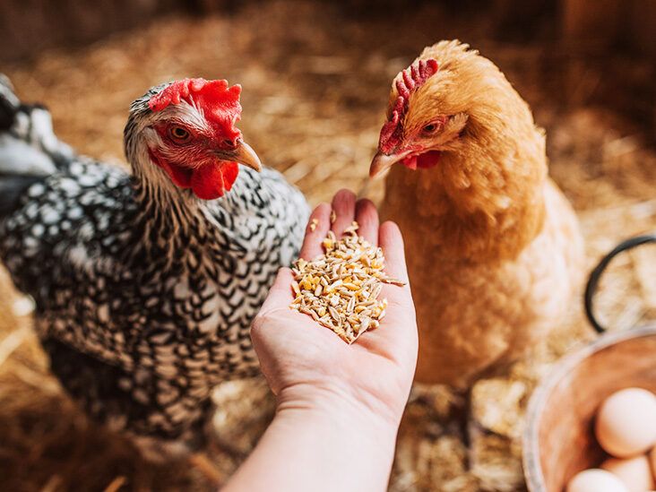 Understanding the chicken - Laying Hens