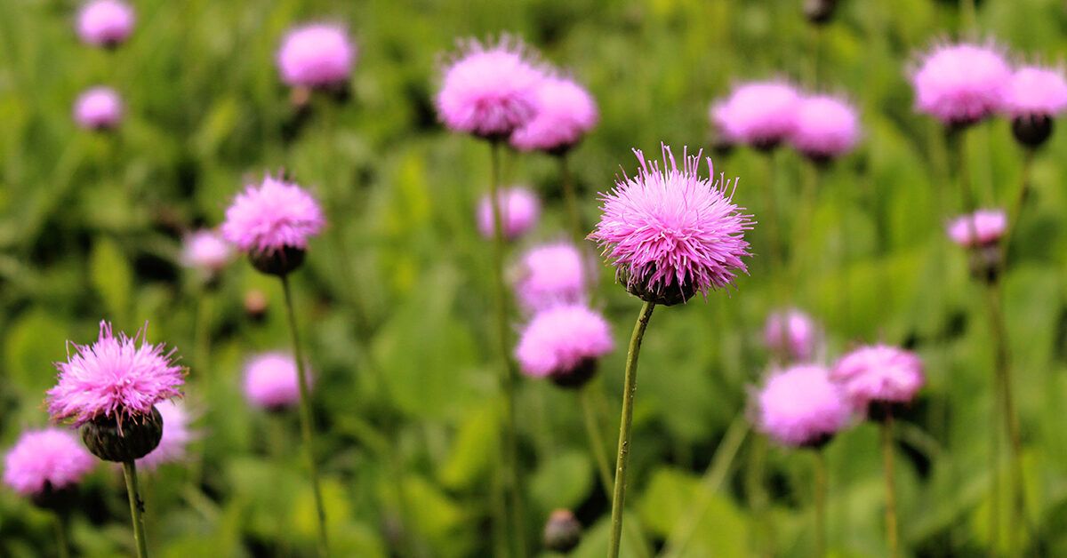 Milk Thistle and Endometriosis Does It Help?