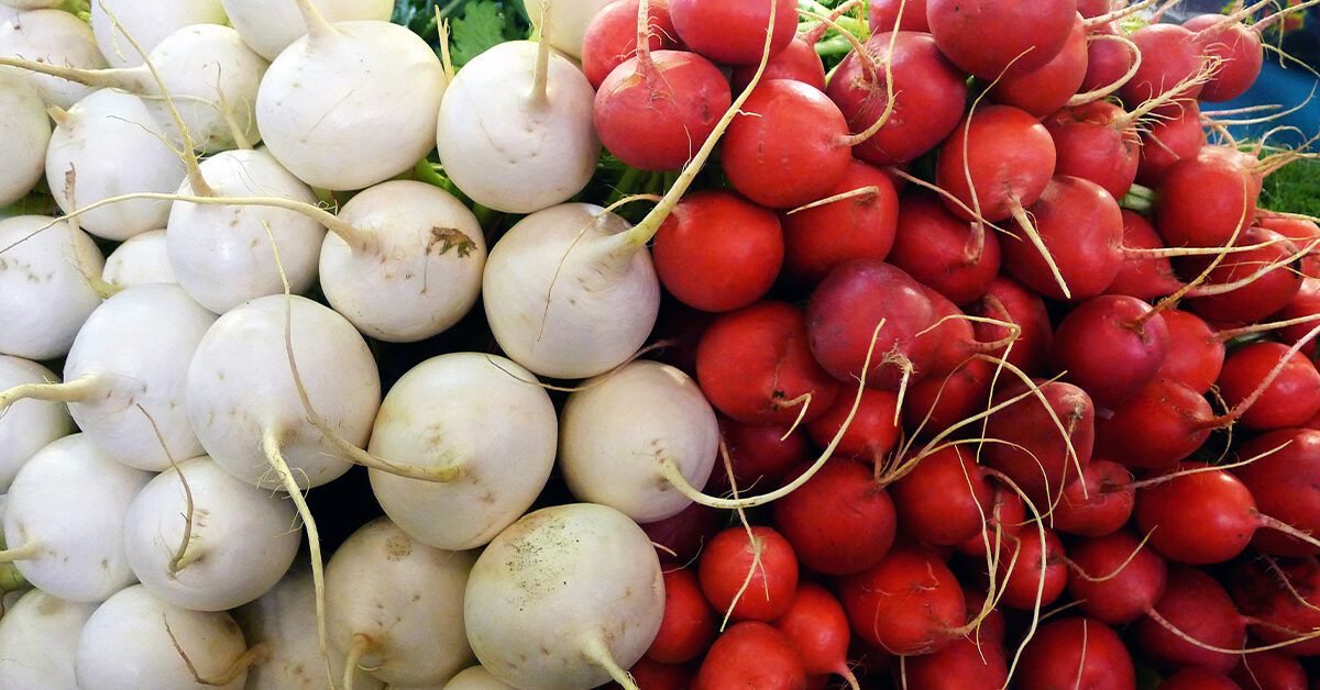 White Radish Vegetable