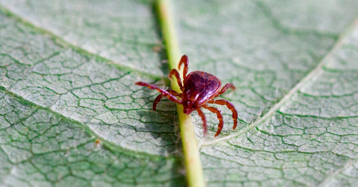 Does Lyme disease stay with you forever? - Daniel Cameron, MD, MPH