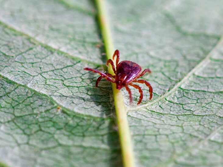 Brown Recluse Spider Bites • George Dermatology