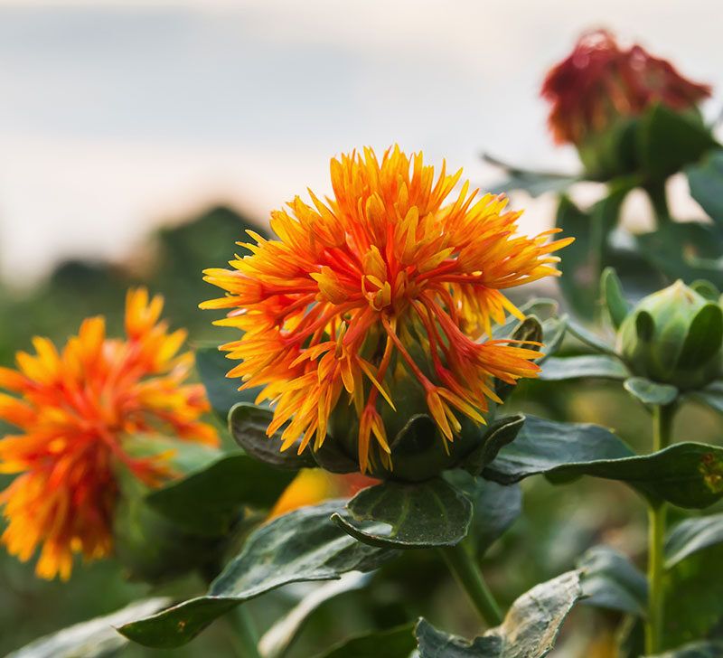 Safflower Oil Benefits, Uses, Risks, Side Effects and How to Use