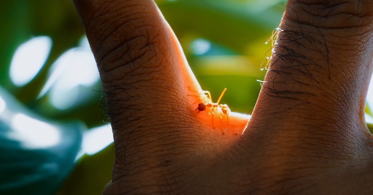 big red ants bite