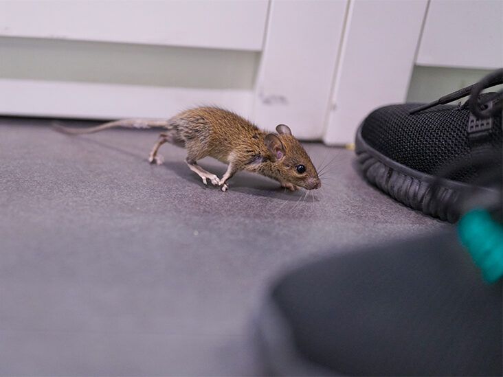 How to Catch a Mouse in Your House