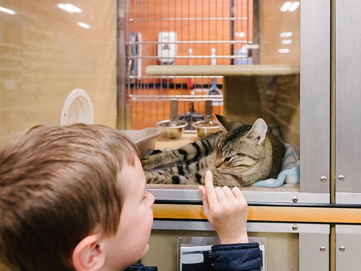 Pet stores clearance that have cats