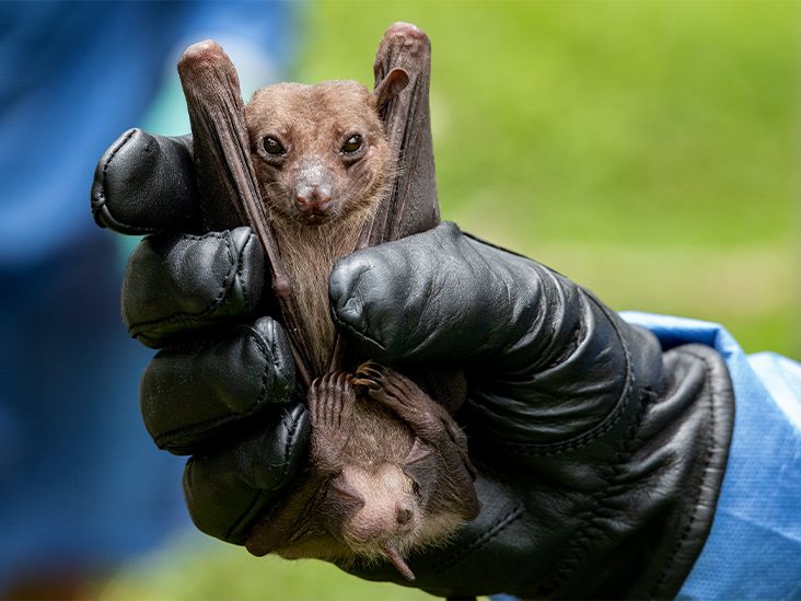 CDC Issues Warning over Marburg Virus Where it Comes From