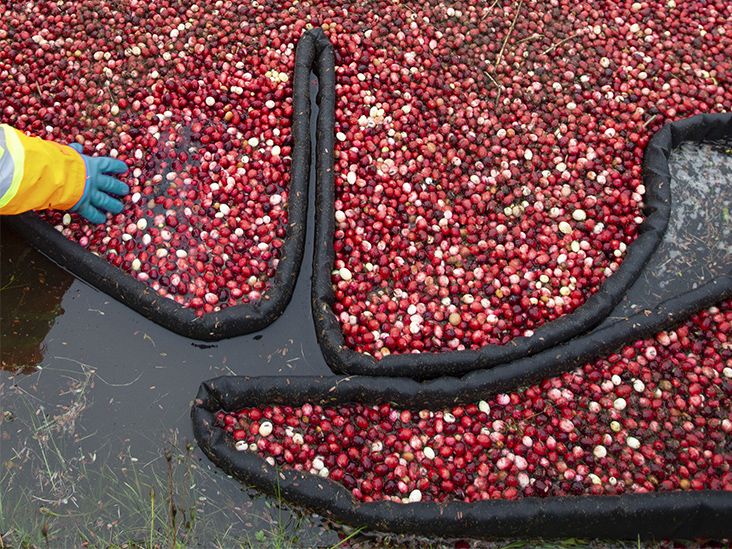 Want to Avoid UTIs? Try Cranberry Products