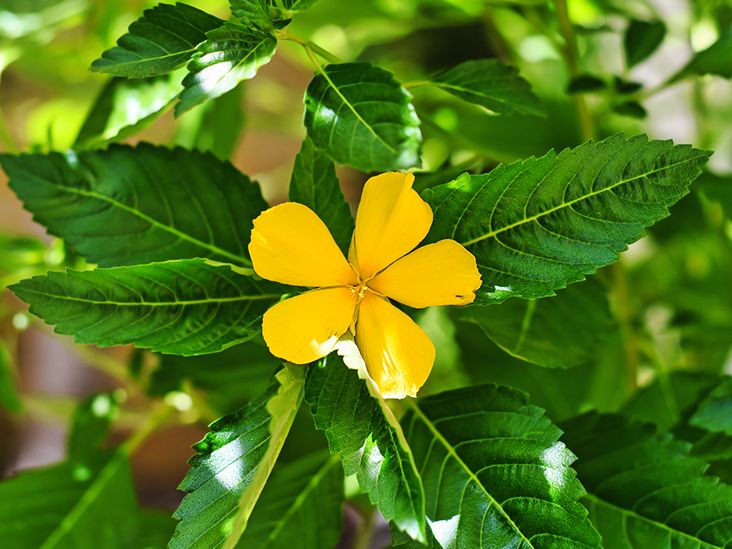 Damiana An Ancient Aphrodisiac