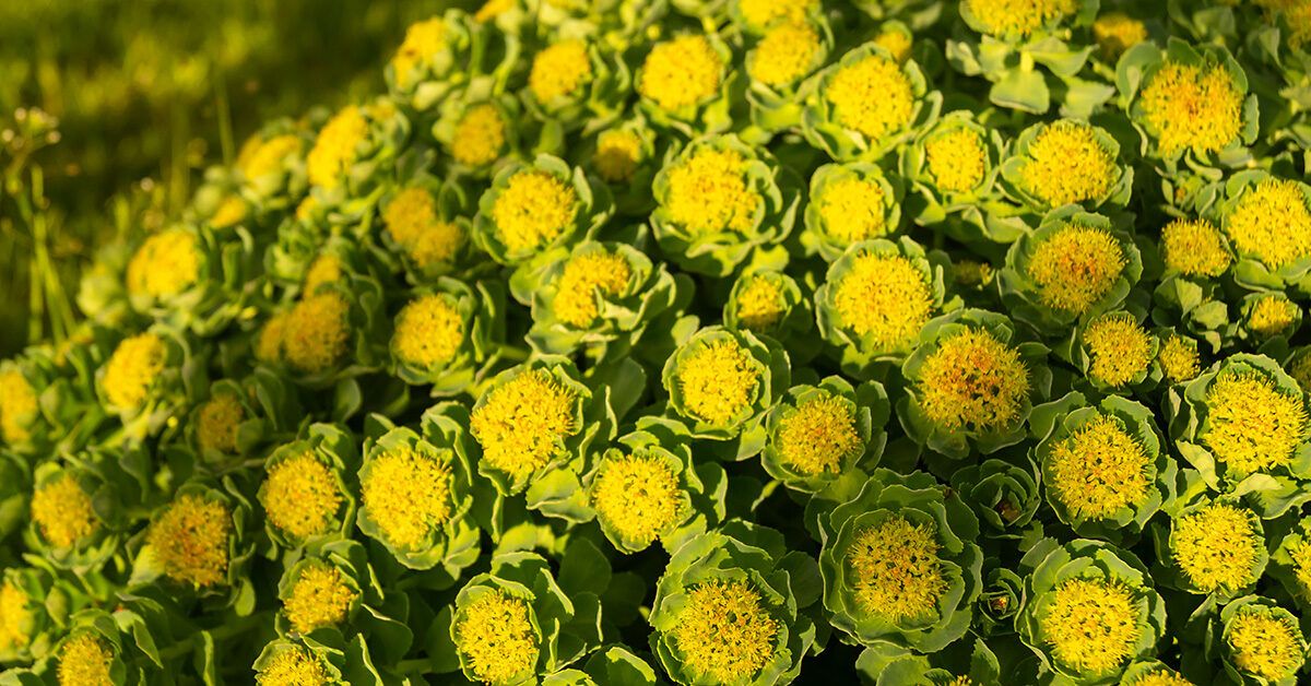 Rhodiola Rosea for Weight Loss: Can It Help?