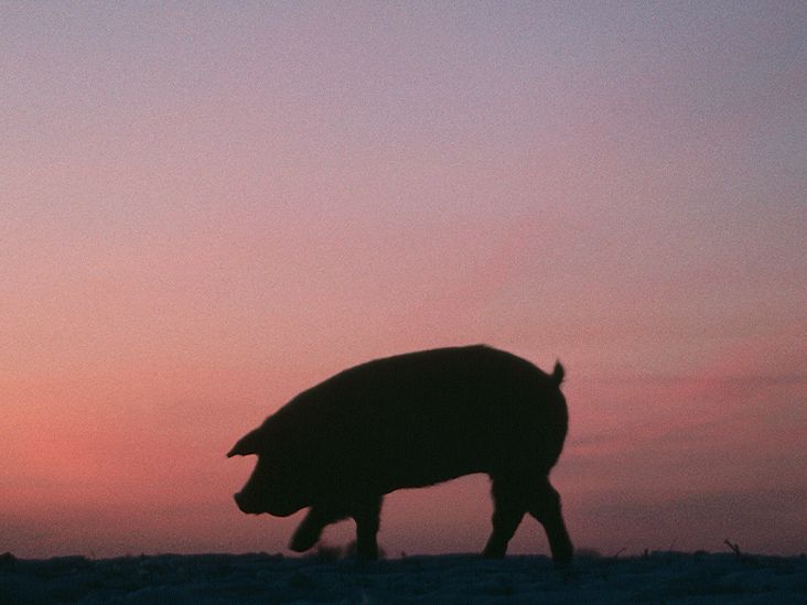 Xenograft Bioprosthetic Heart Valve Everything You Need To Know