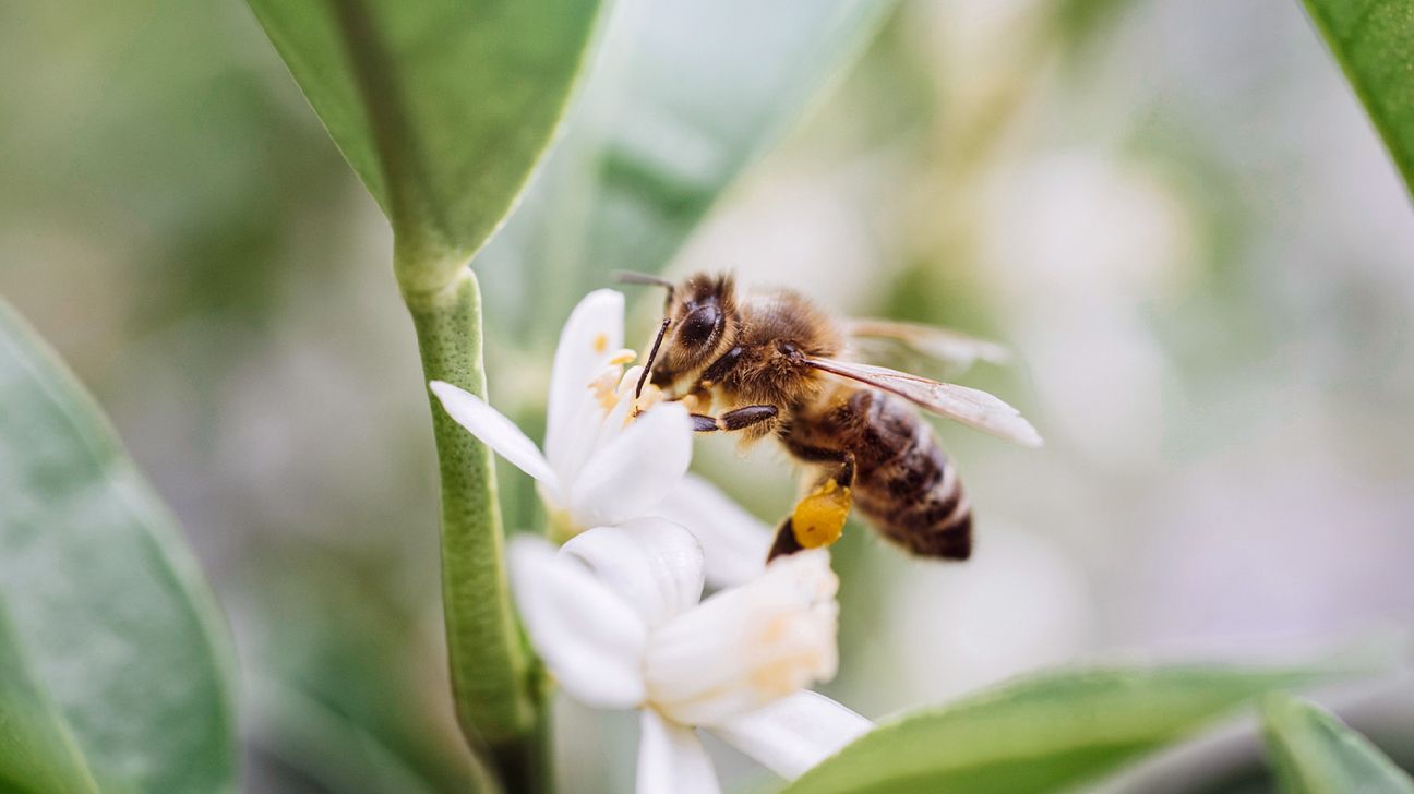a honeybee on a white flower gathering pollen