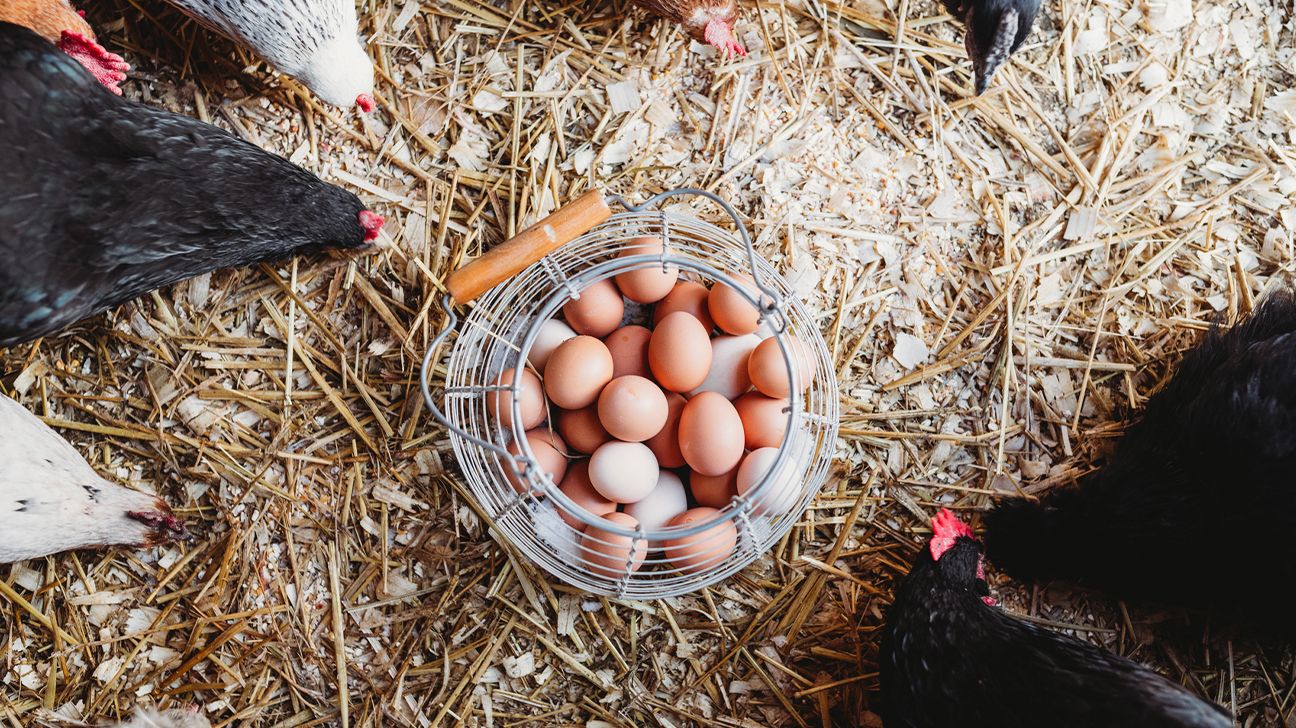 brown and white eggs in a metal basket surrounded by foraging chickens