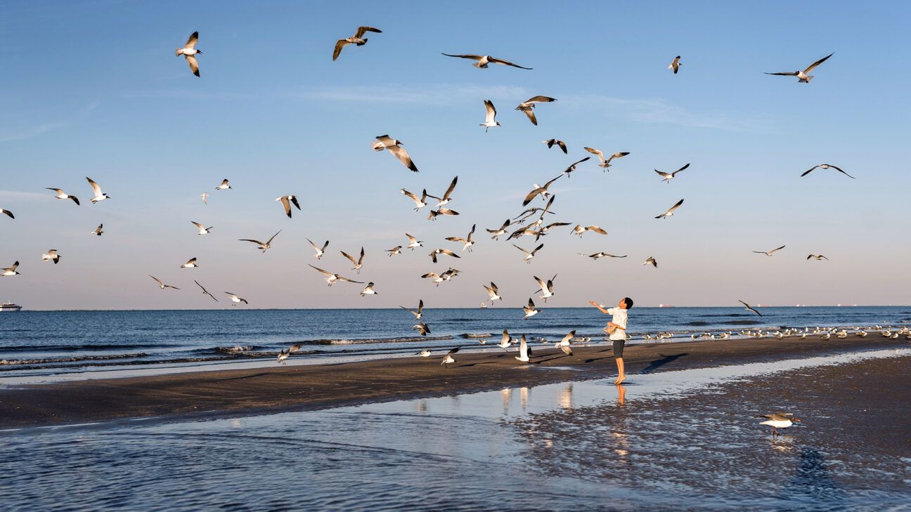 A person walking on a beach in Texas with seagulls in the air.