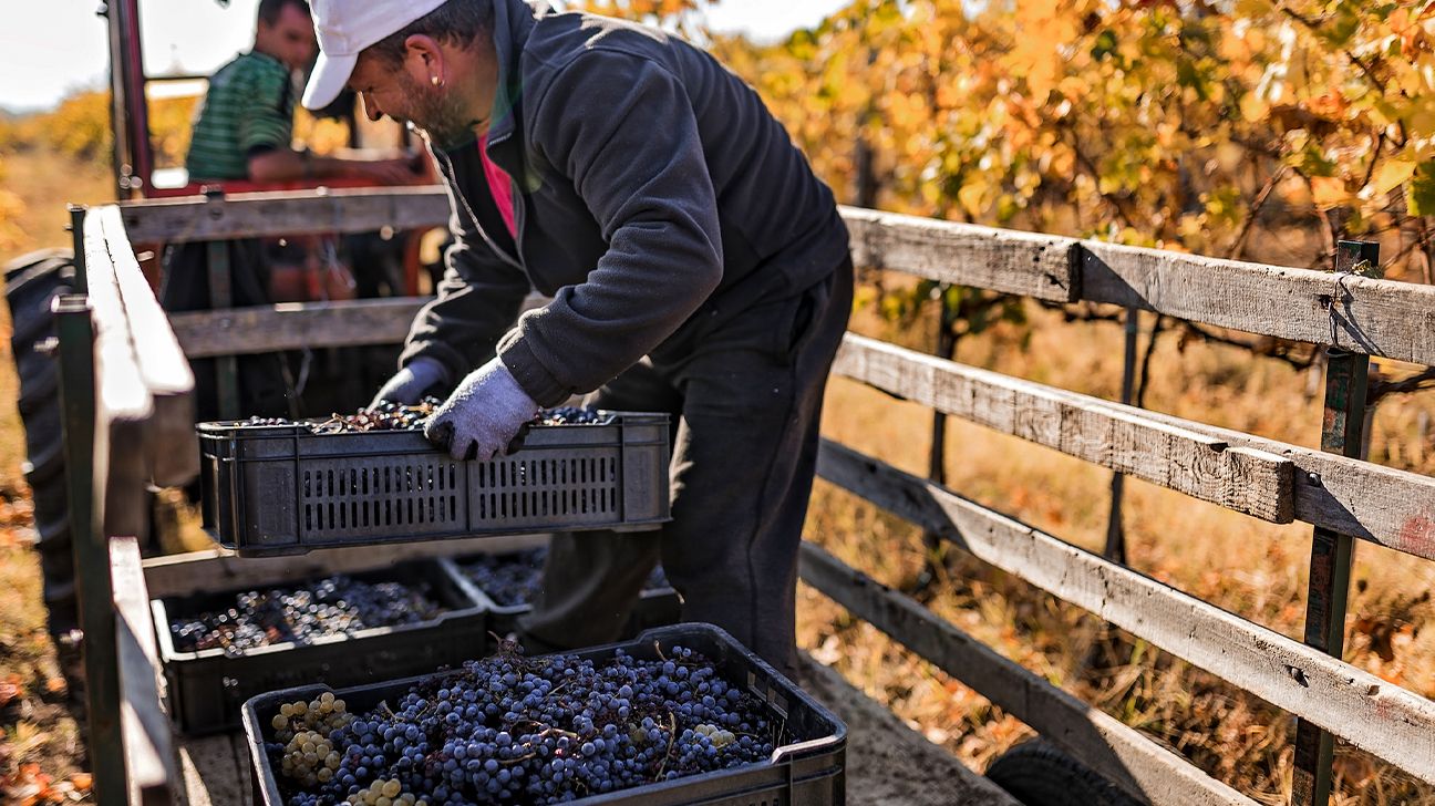 Trabalhador de vinhedo levando uvas para a fábrica de vinho após a colheita Transportando uvas da fazenda para a fábrica de vinho em um reboque de trator.