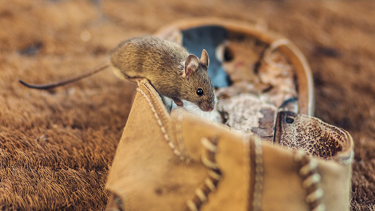 Một con chuột mang mầm bệnh viêm màng não lymphocytic đang ngồi trên giày của ai đó. 