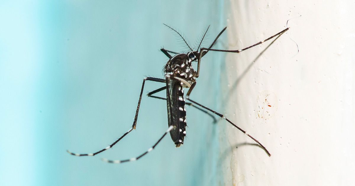 Dengue Fever Puerto Rico Declares Emergency After Viral Cases Spike