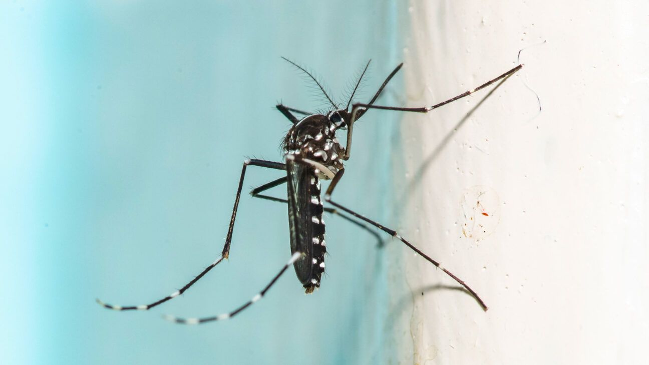 Puerto Rico Just Declared a Public Health Emergency Due to Dengue, What to Know