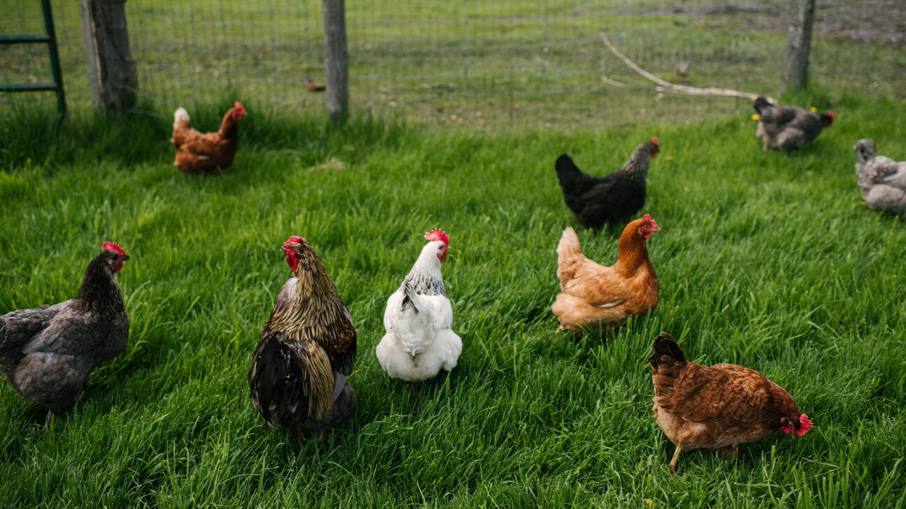 Chickens are seen on grass.