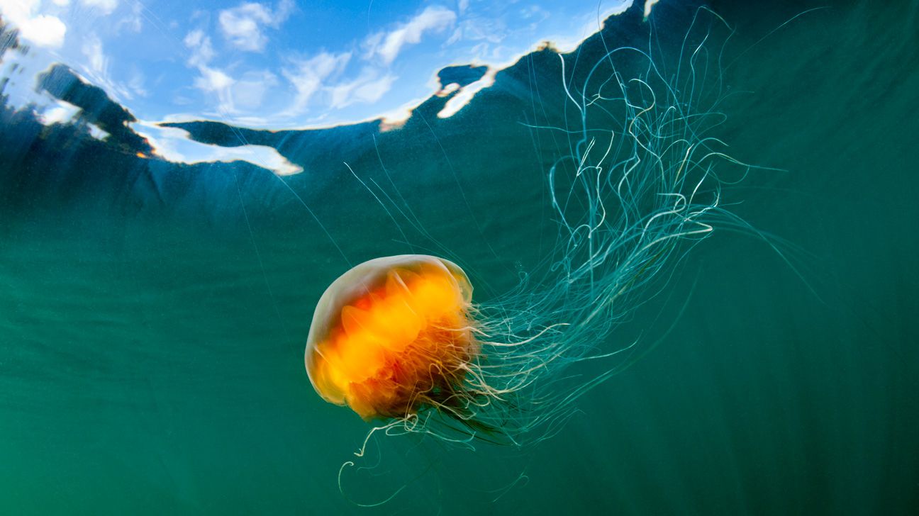 Jellyfish_Water_Sea