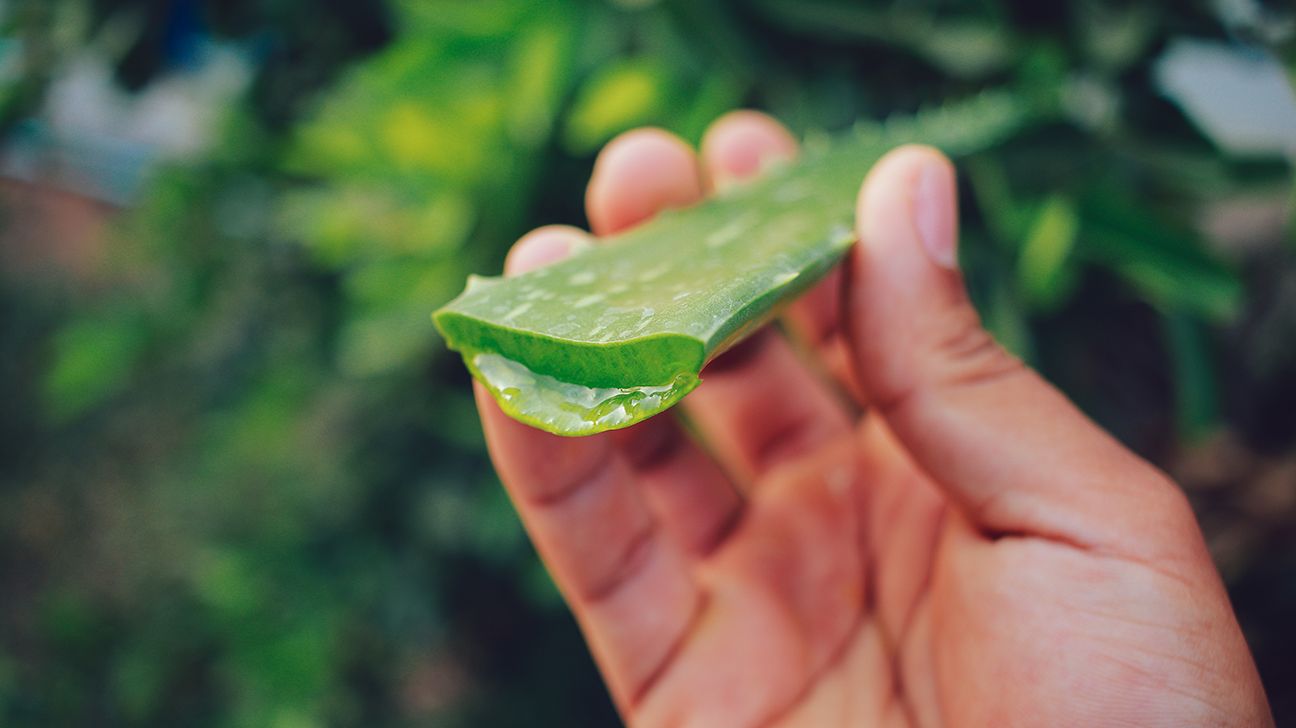 Close-up of a person holding a cur aloe vera plant.