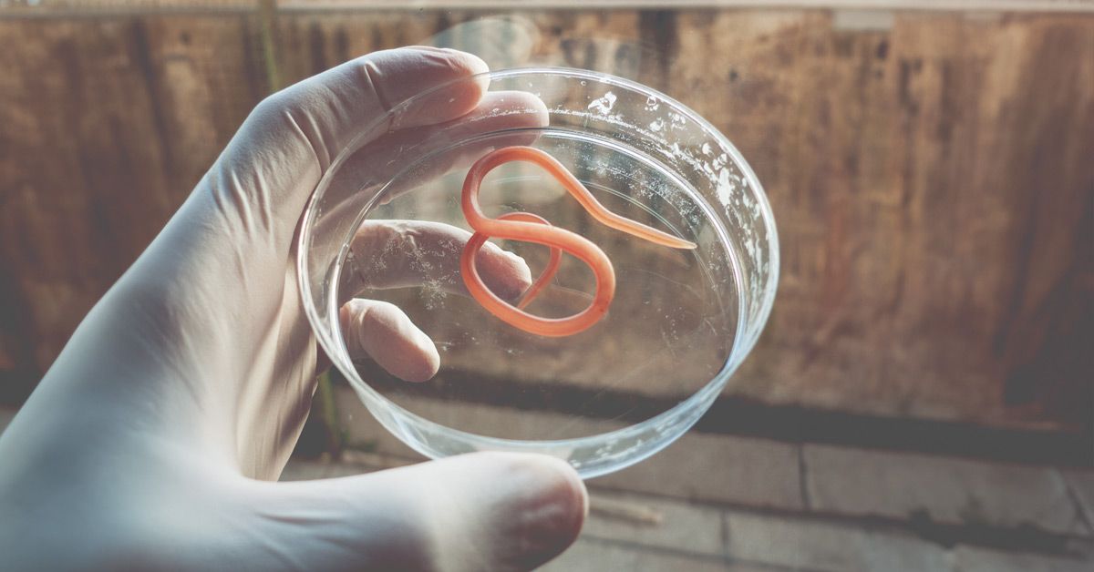 Nitazoxanide Tablets Application | Shaanxi BLOOM Tech Co., Ltd Nitazoxanide Tablets Application | Shaanxi BLOOM Tech Co., Ltd