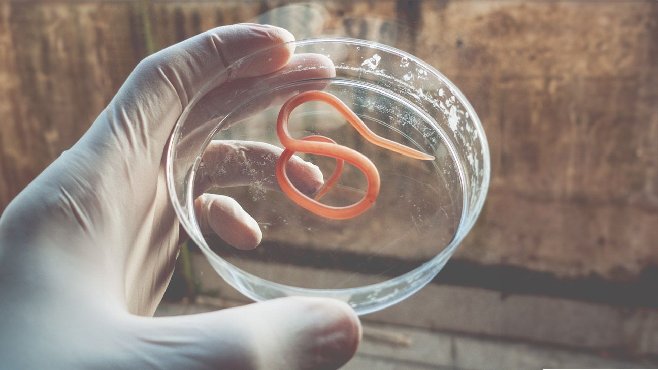 Helminth therapy treatment, worm on a petri dish