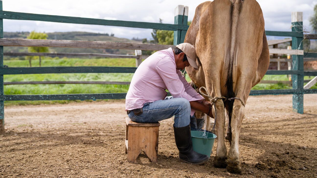 A man milking a cow.