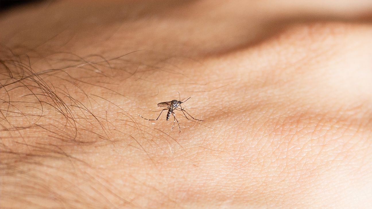 a mosquito on a person's hand