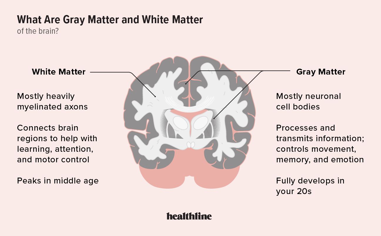 locations of white and gray matter in the brain and their differences in function