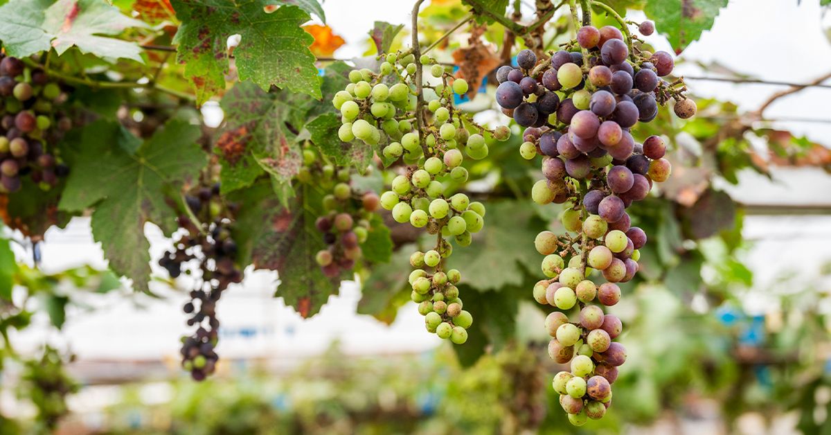 Green grape juice benefits hotsell