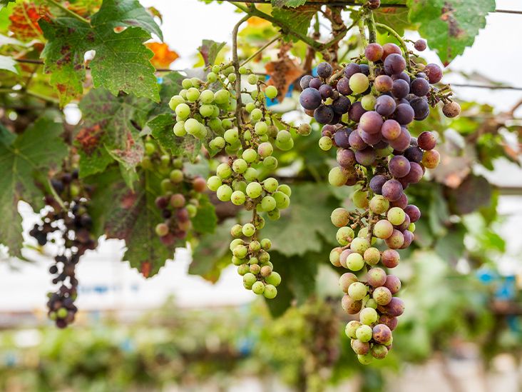 10 Benefits of Grape Seed Extract, Based on Science