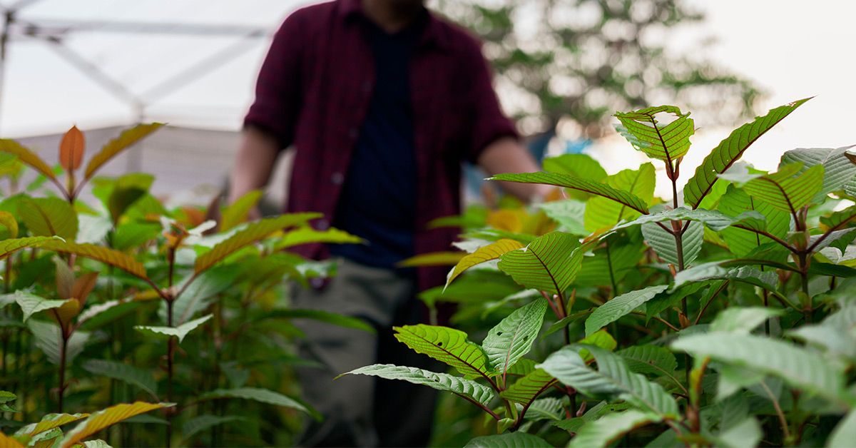 Is Kratom safe? Researchers say cardiac arrest and seizures are linked to its use