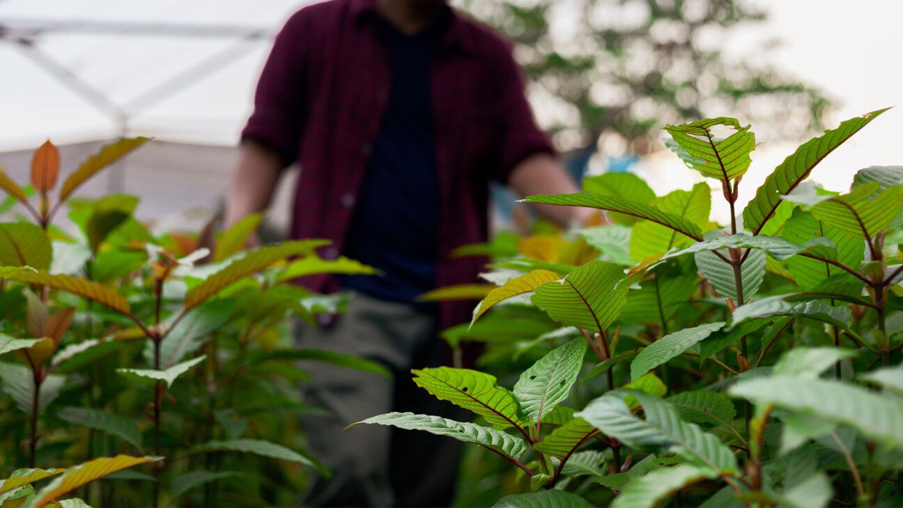 A farmer takes care of kratom leaves indoors