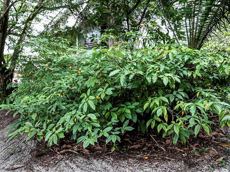 Ibogaine Treatment for Addiction: What the Research Says