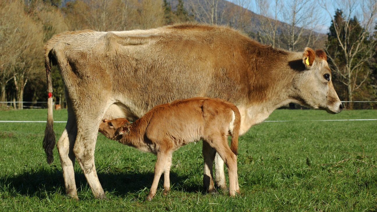 Colostro: por que esse suplemento de ‘ouro líquido’ de vacas está na moda