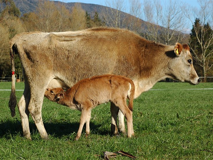 'Liquid Gold': Bovine Colostrum Is TikTok's Latest Supplement Trend. Does It Work?