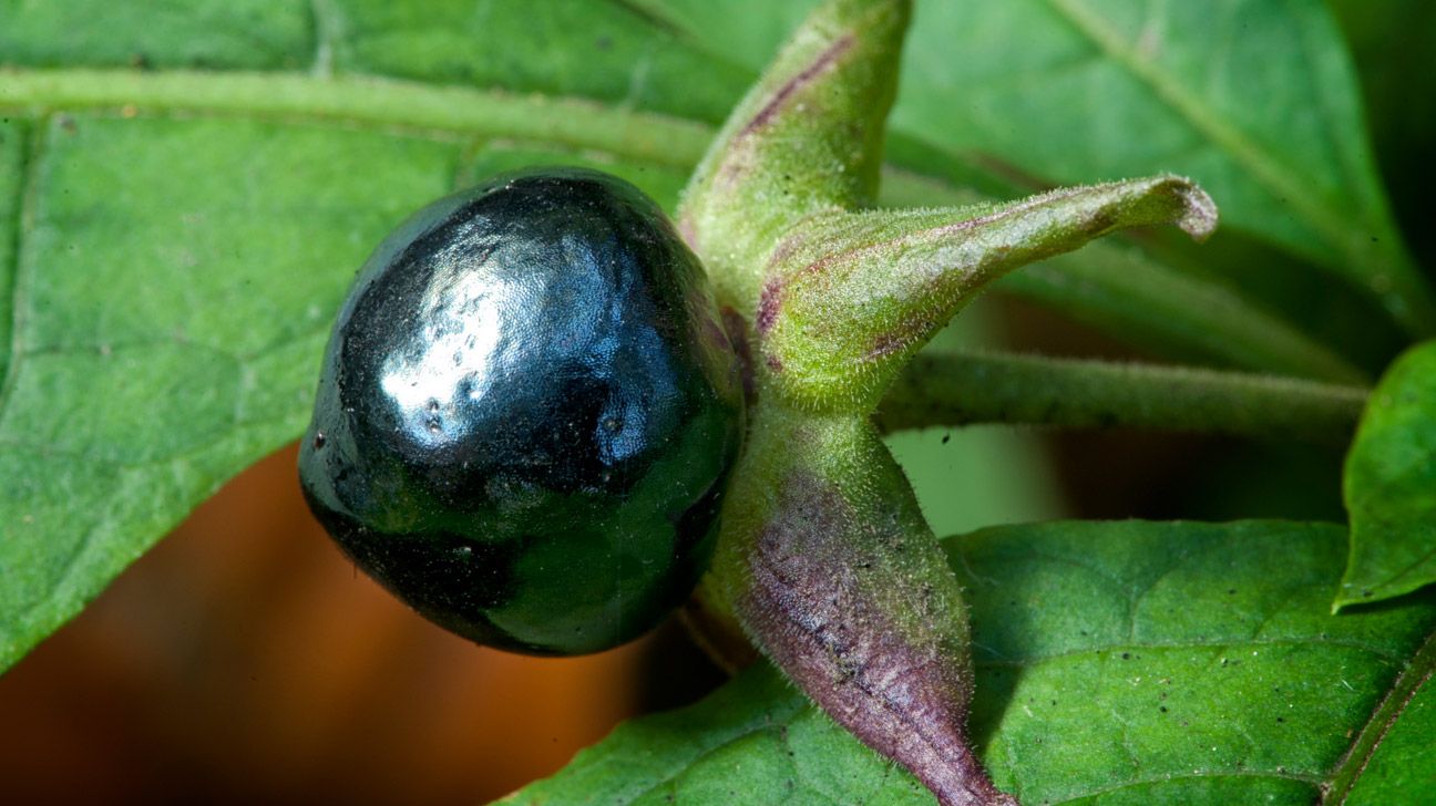 belladonna Belladonna: Medicinal Uses and Safety