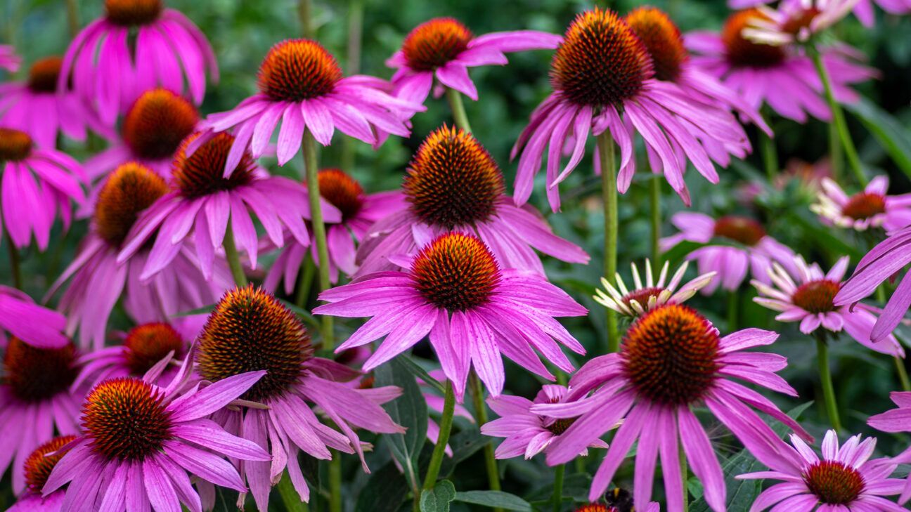 Echinacea Flower