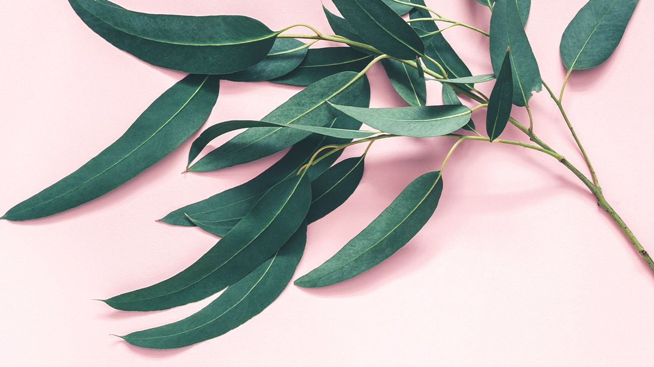 seeded eucalyptus leaves on a pink backdrop