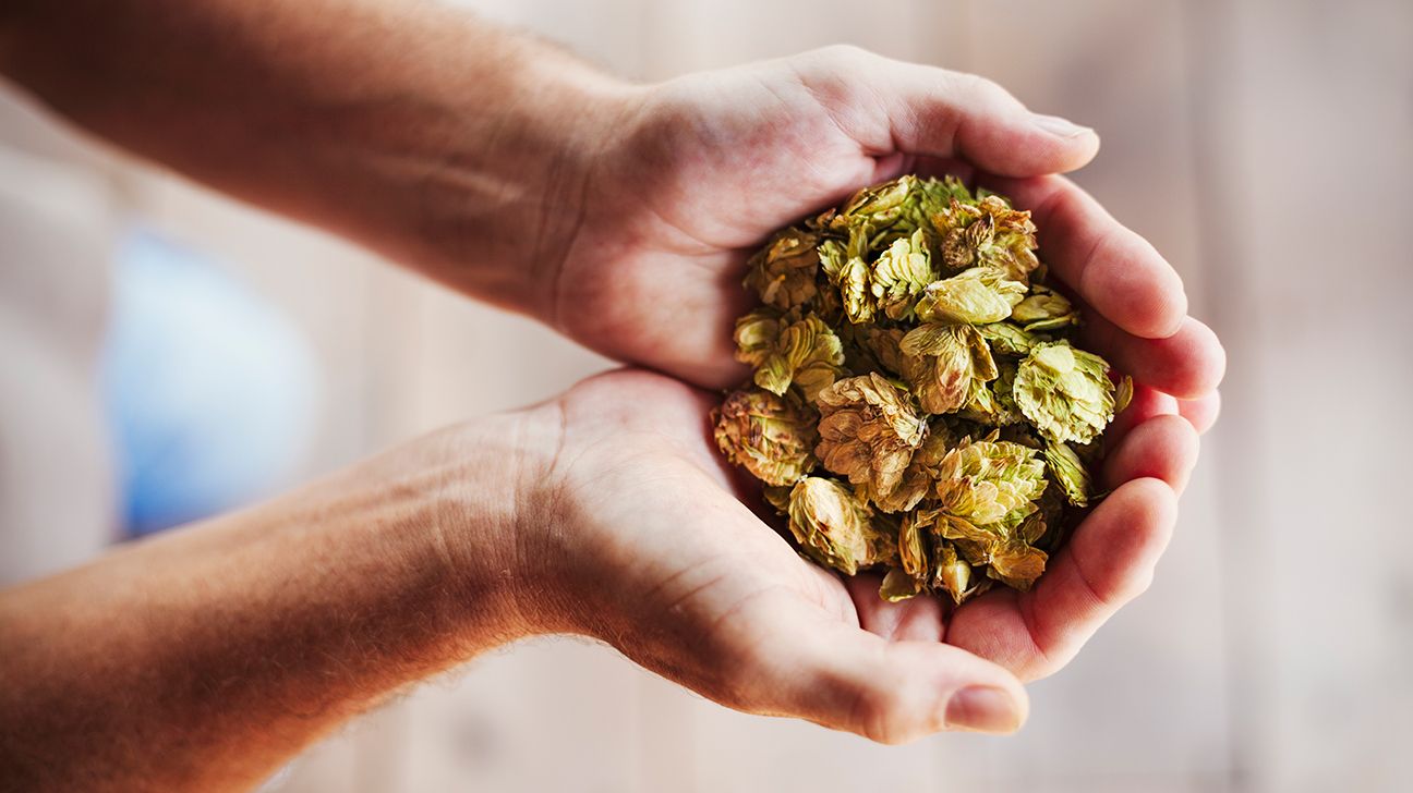 A closeup of hands holding a bunch of dried hops