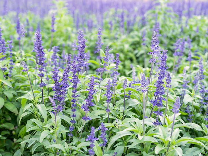 What Is Salvia? Use, Dosage, Effects, Risks, More