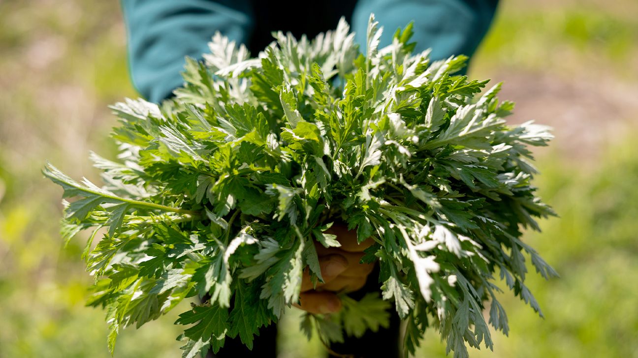 woman digs mugwort