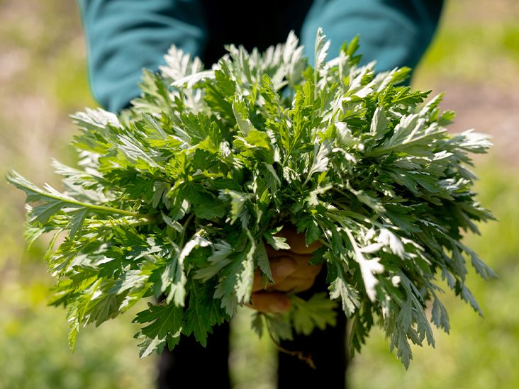 mugwort benefits