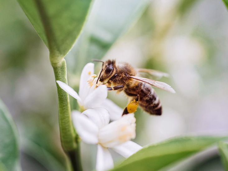 Honey bee collecting pollen from a flower