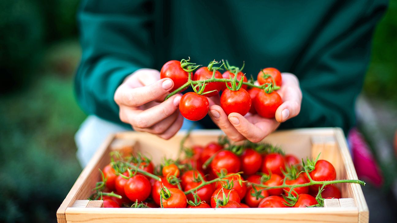 Hands holding fresh tomatoes