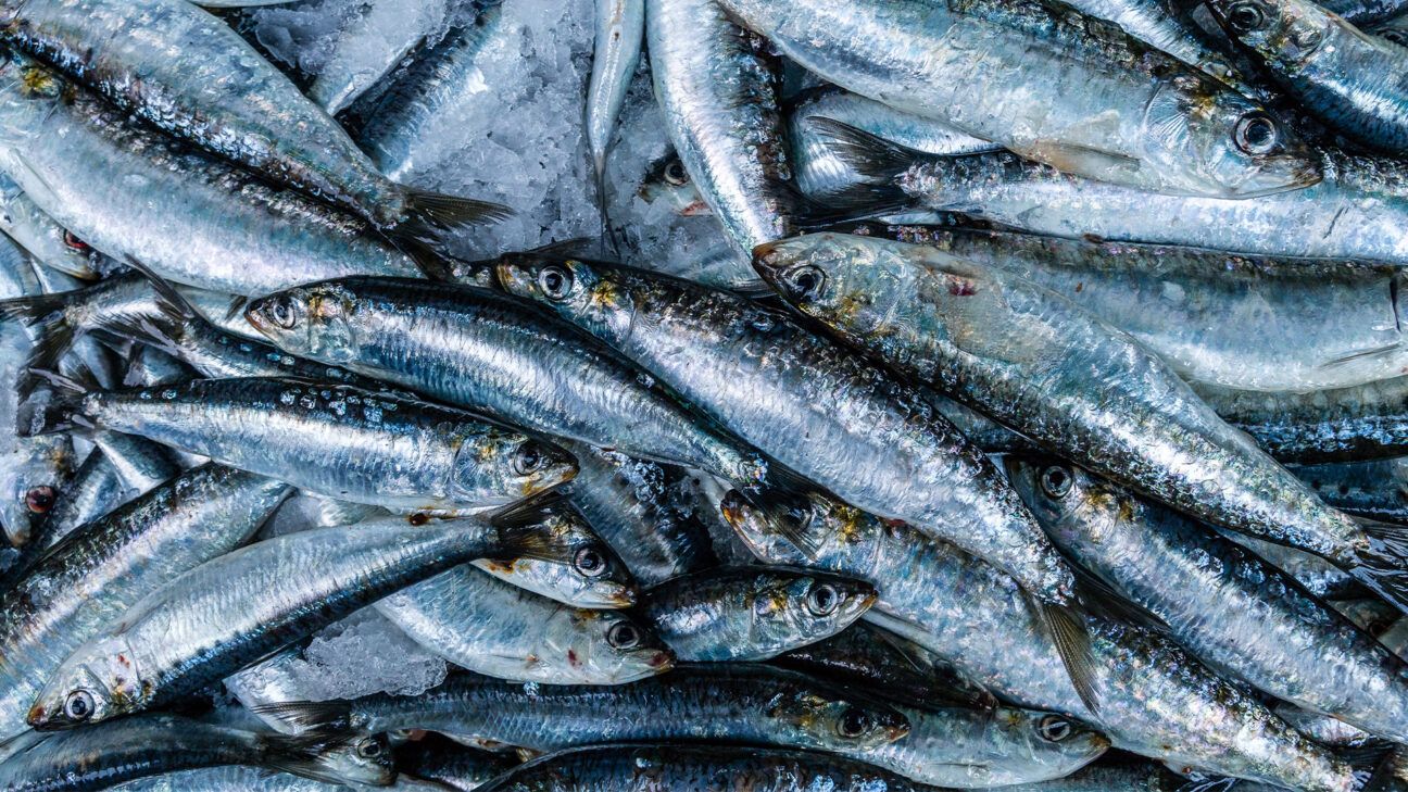 Close up of whole sardines