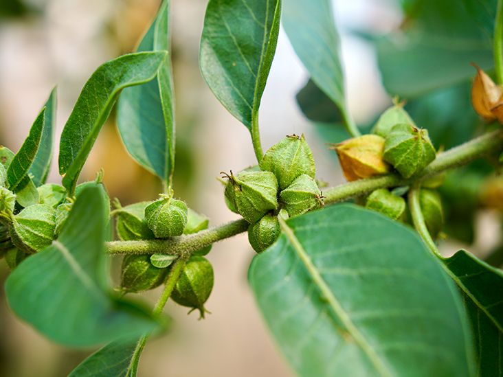 Ashwagandha Dosage for Different Effects