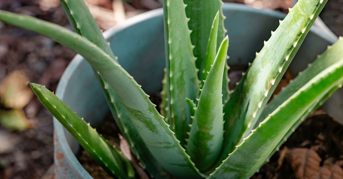10 Supplements to Help Lower Blood Sugar