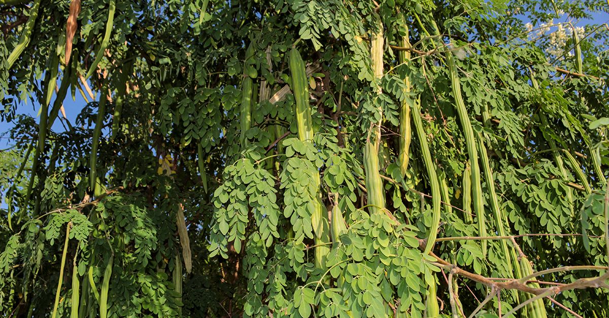 Moringa oleifera: Nutrition and Benefits
