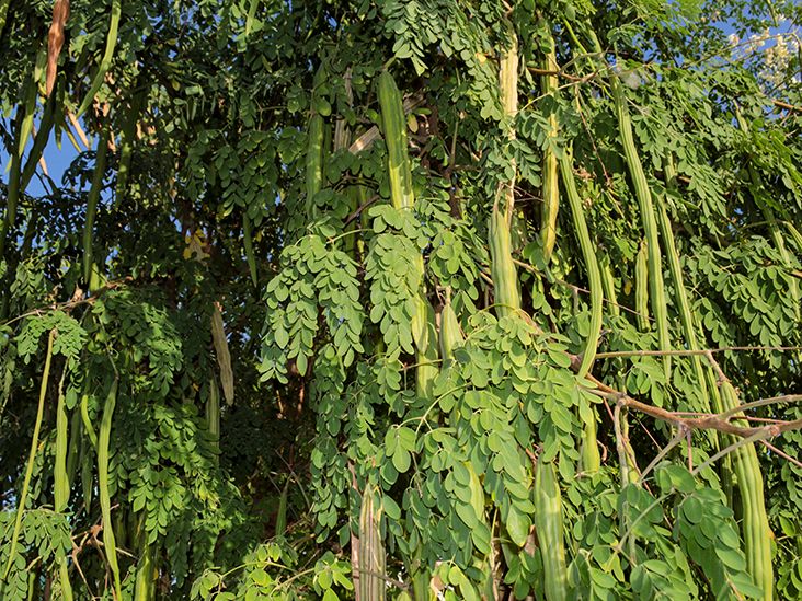 Moringa oleifera: Nutrition and Benefits